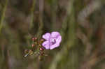 Tenlobe false foxglove